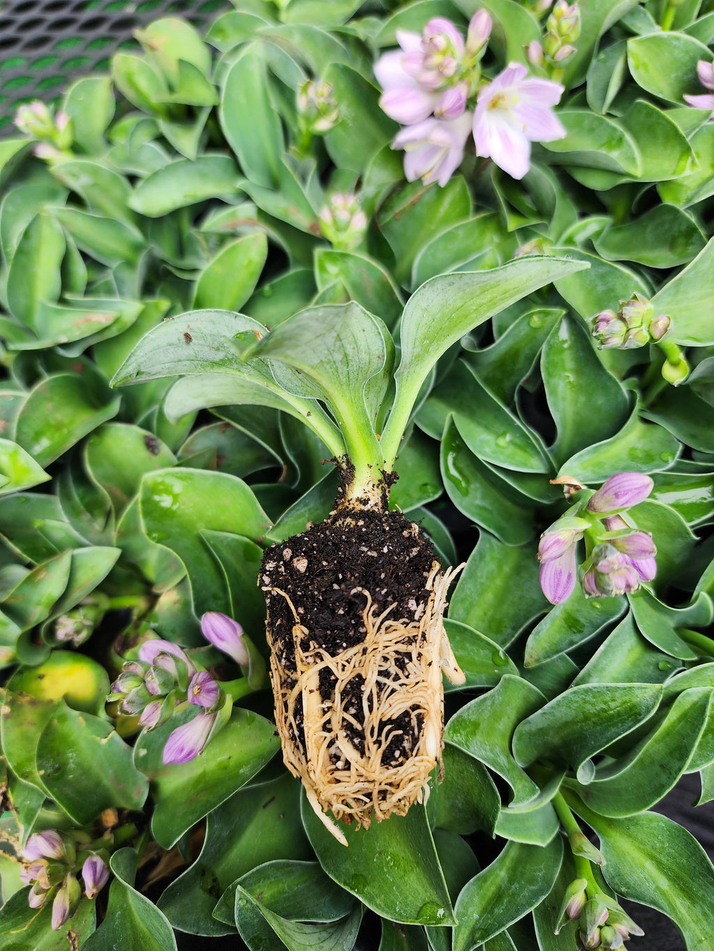 Hosta ‘Blue Mouse Ears’ Liner Plant – Mini Blue Hosta – Shade Perennial Starter Plant – Fairy Garden Hosta – Container Hosta – Lowe Gardens