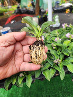 Hosta ‘Blue Mouse Ears’ Liner Plant – Mini Blue Hosta – Shade Perennial Starter Plant – Fairy Garden Hosta – Container Hosta – Lowe Gardens