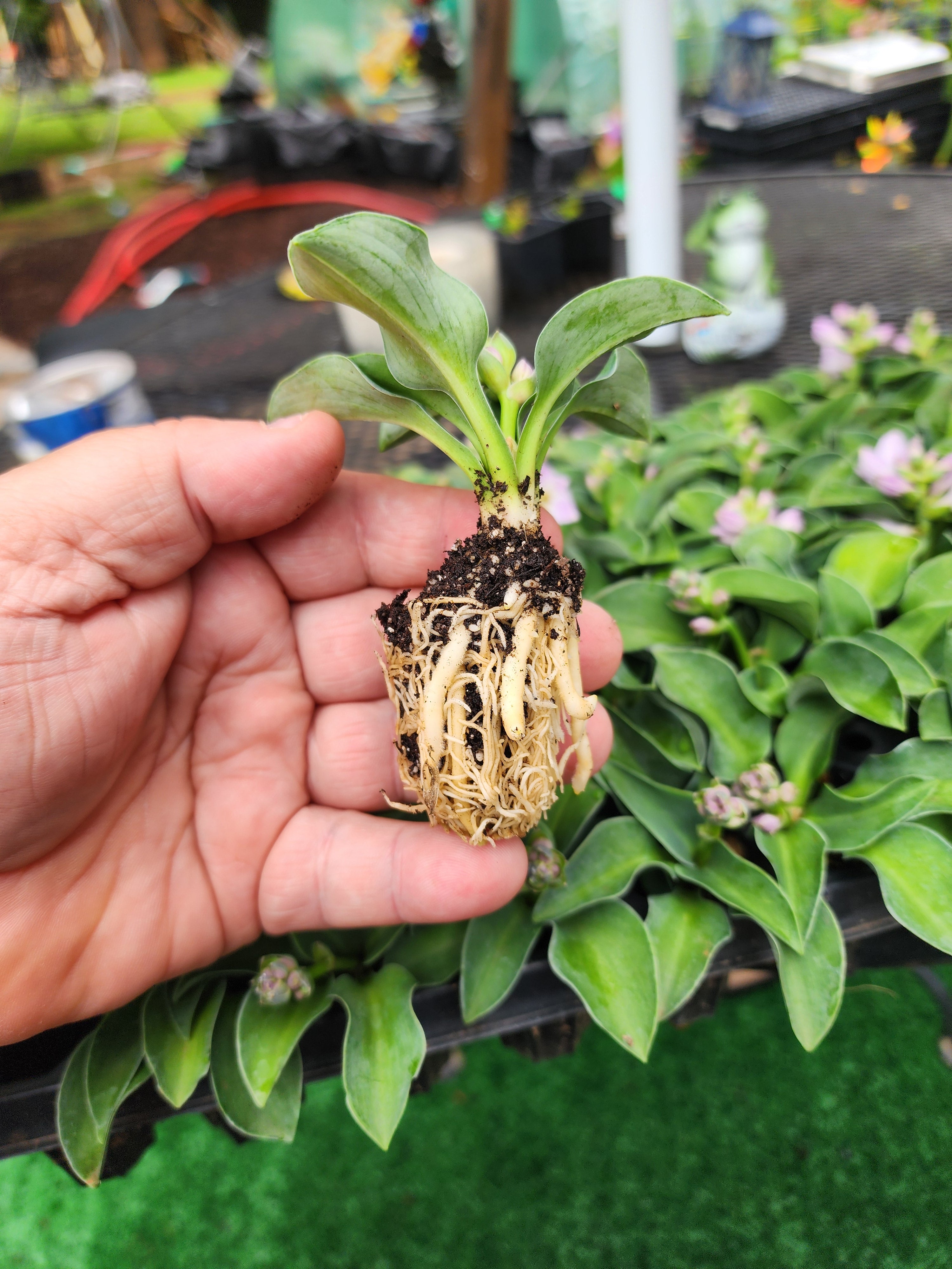 Hosta ‘Blue Mouse Ears’ Liner Plant – Mini Blue Hosta – Shade Perennial Starter Plant – Fairy Garden Hosta – Container Hosta – Lowe Gardens