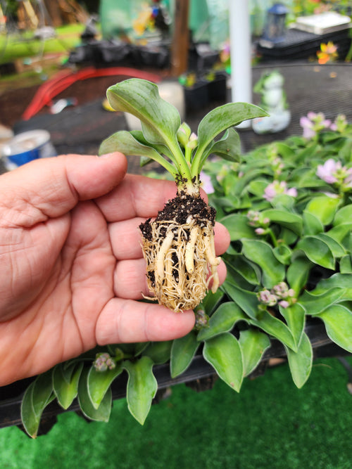 Hosta ‘Blue Mouse Ears’ Liner Plant – Mini Blue Hosta – Shade Perennial Starter Plant – Fairy Garden Hosta – Container Hosta – Lowe Gardens