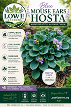 Hosta ‘Blue Mouse Ears’ Liner Plant – Mini Blue Hosta – Shade Perennial Starter Plant – Fairy Garden Hosta – Container Hosta – Lowe Gardens