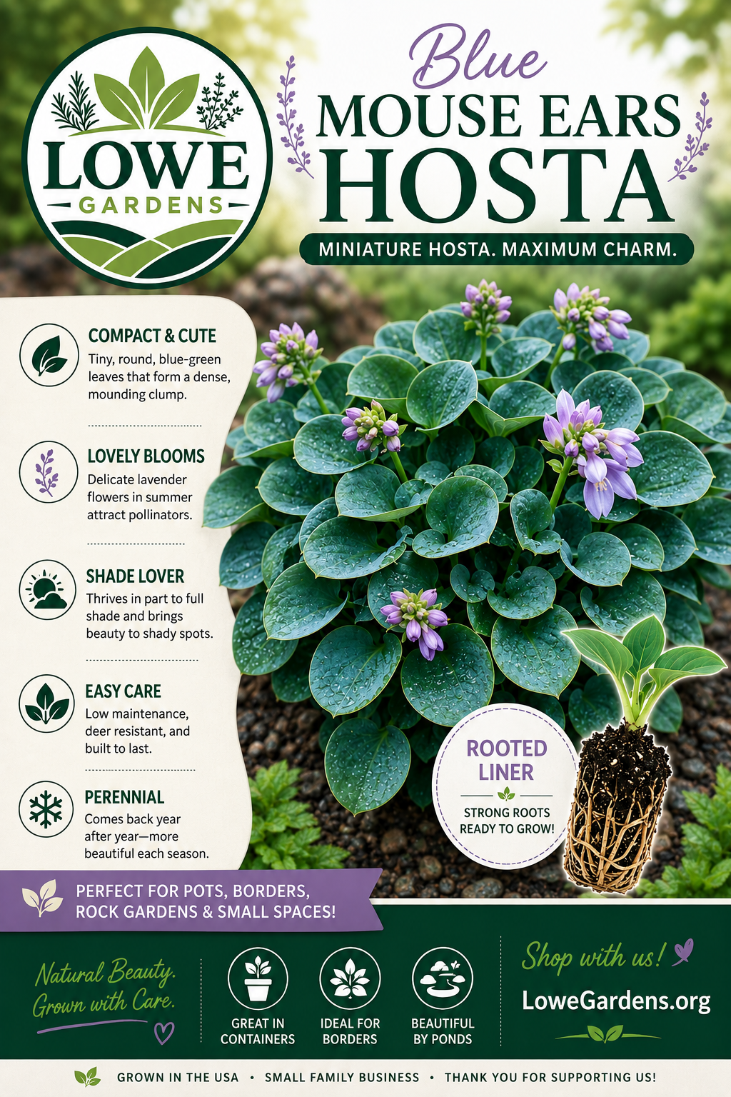 Hosta ‘Blue Mouse Ears’ Liner Plant – Mini Blue Hosta – Shade Perennial Starter Plant – Fairy Garden Hosta – Container Hosta – Lowe Gardens