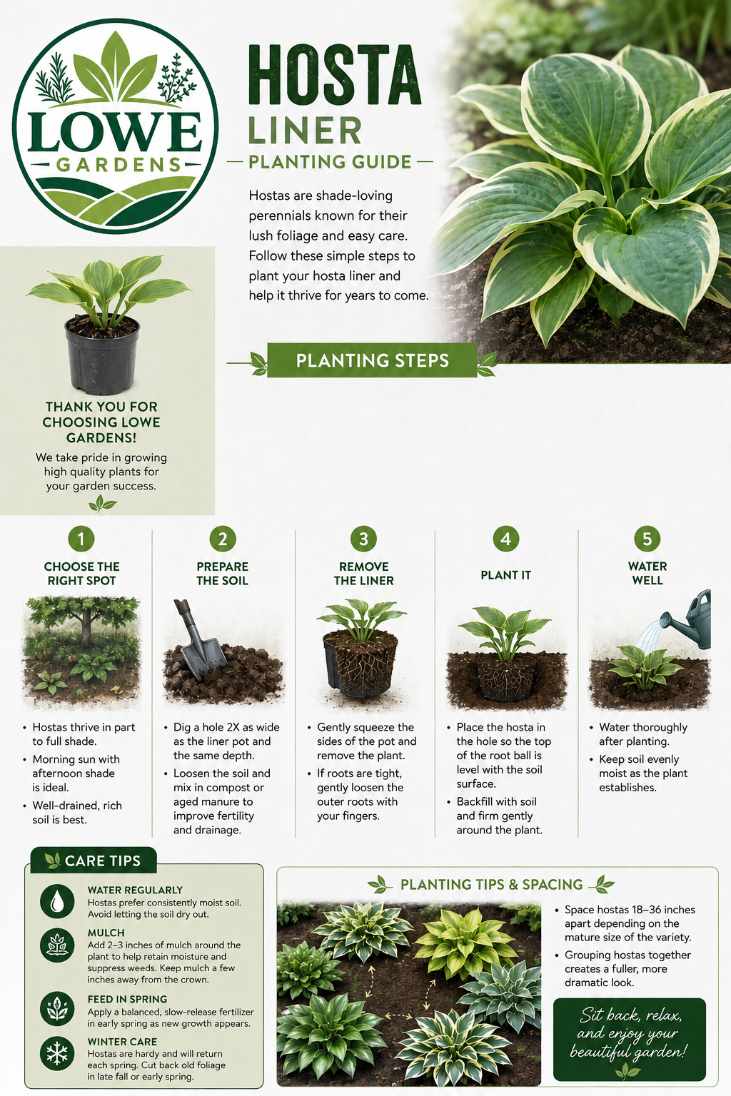 Hosta ‘Blue Mouse Ears’ Liner Plant – Mini Blue Hosta – Shade Perennial Starter Plant – Fairy Garden Hosta – Container Hosta – Lowe Gardens