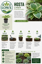Hosta ‘Blue Mouse Ears’ Liner Plant – Mini Blue Hosta – Shade Perennial Starter Plant – Fairy Garden Hosta – Container Hosta – Lowe Gardens